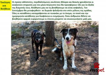 Ράτσα: Άλλη Ράτσα | Ηλικία: 4 ετών | Φύλο: Θηλυκό | Αρ. Microchip: 981212112121212121 | Περιοχή: Αττική